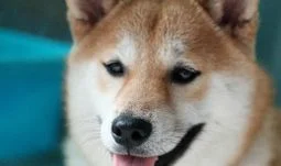 Goldman Sachs London MD said to quit after making a fortune on Dogecoin