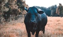 The bullish argument for summer 2020 finance hiring