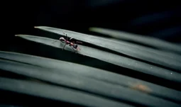 Ant Group starts hiring for Singapore digital bank