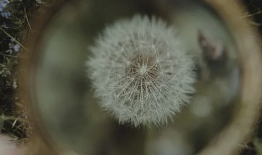 a dandelion under a magnifying glass 