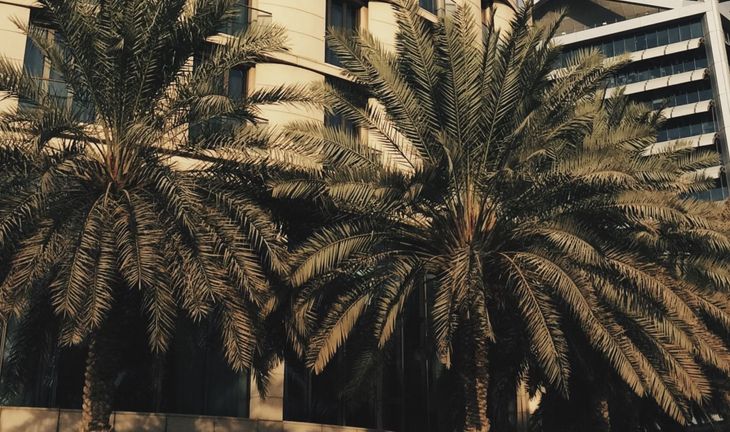 palm trees saudi arabia