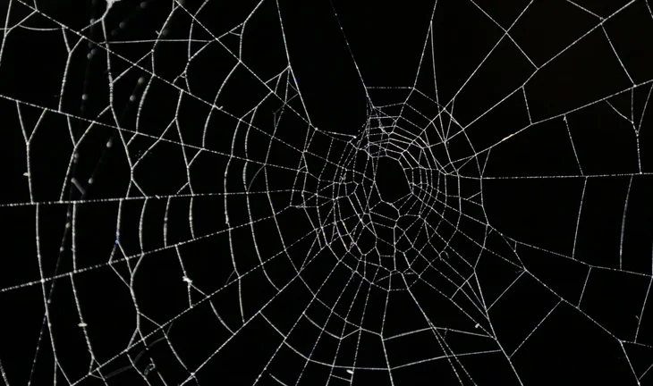 spiders web