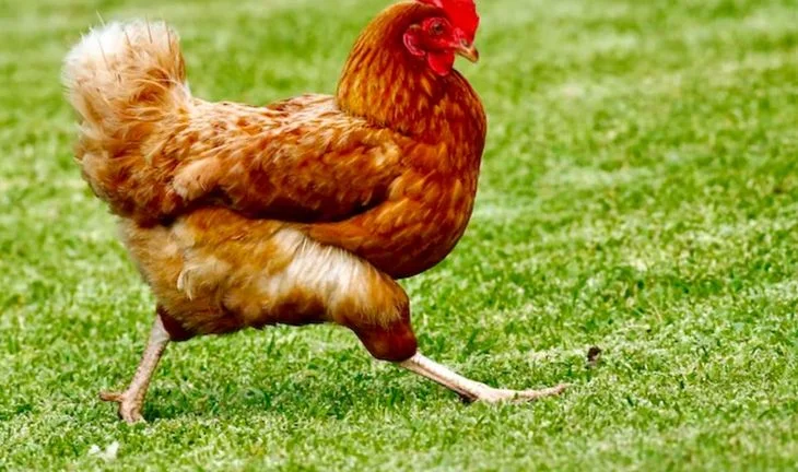 Stan Chart ED leaves for firm making chicken rice