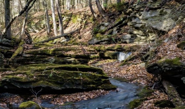 a stream through trees 