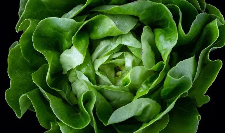 lettuce 