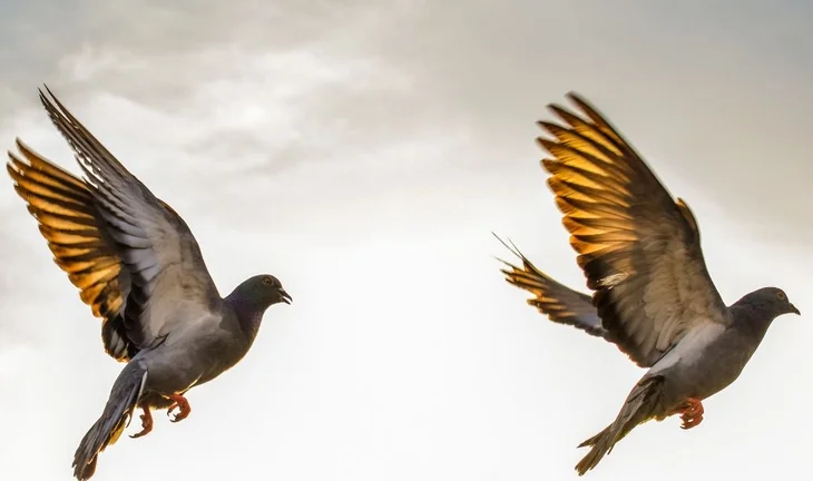 Why are banks suddenly so into open source software?