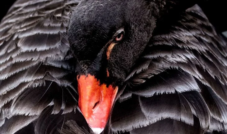 Why banks are wary of hiring in 2025: "So many black swans, I can't see the water" 