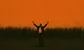 a small man with his arms in the air against an orange background 